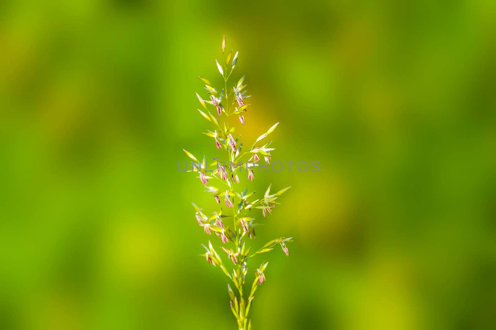 green blossoms of grass in summer