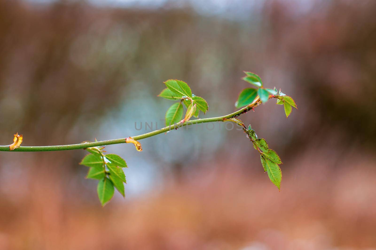 a branch with green leaves in the forest