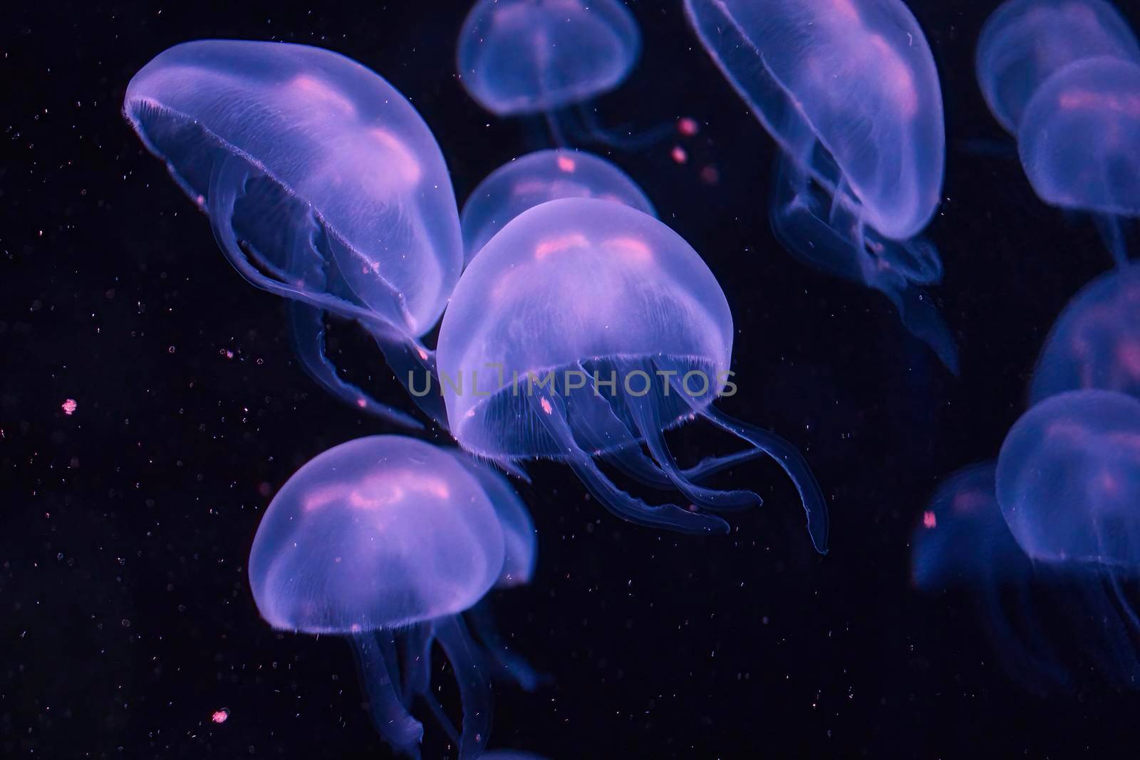 A swarm of purple box jellyfish glowing in the dark water by tennesseewitney