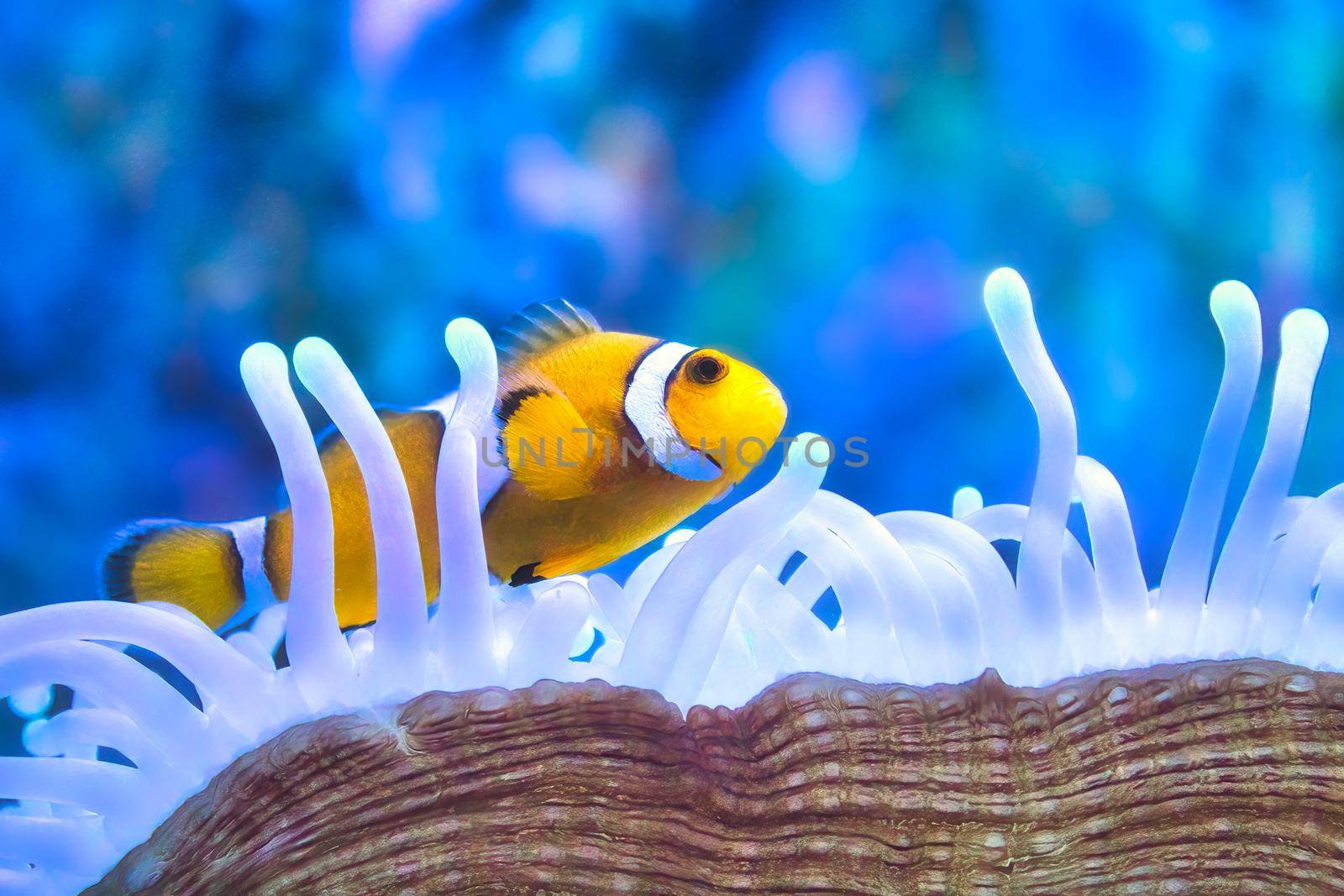 A yellow and white clown fish swimming among the tentacles of a sea anemone by tennesseewitney