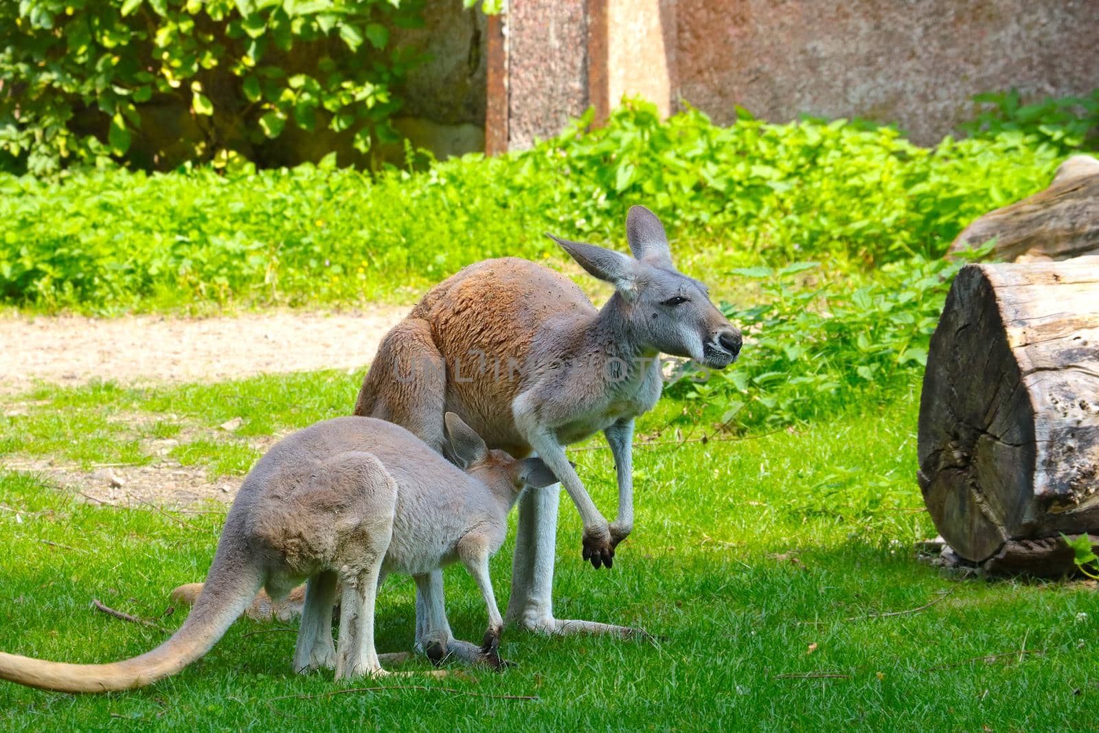 Close-up of a kangaroo in an animal park. by kip02kas