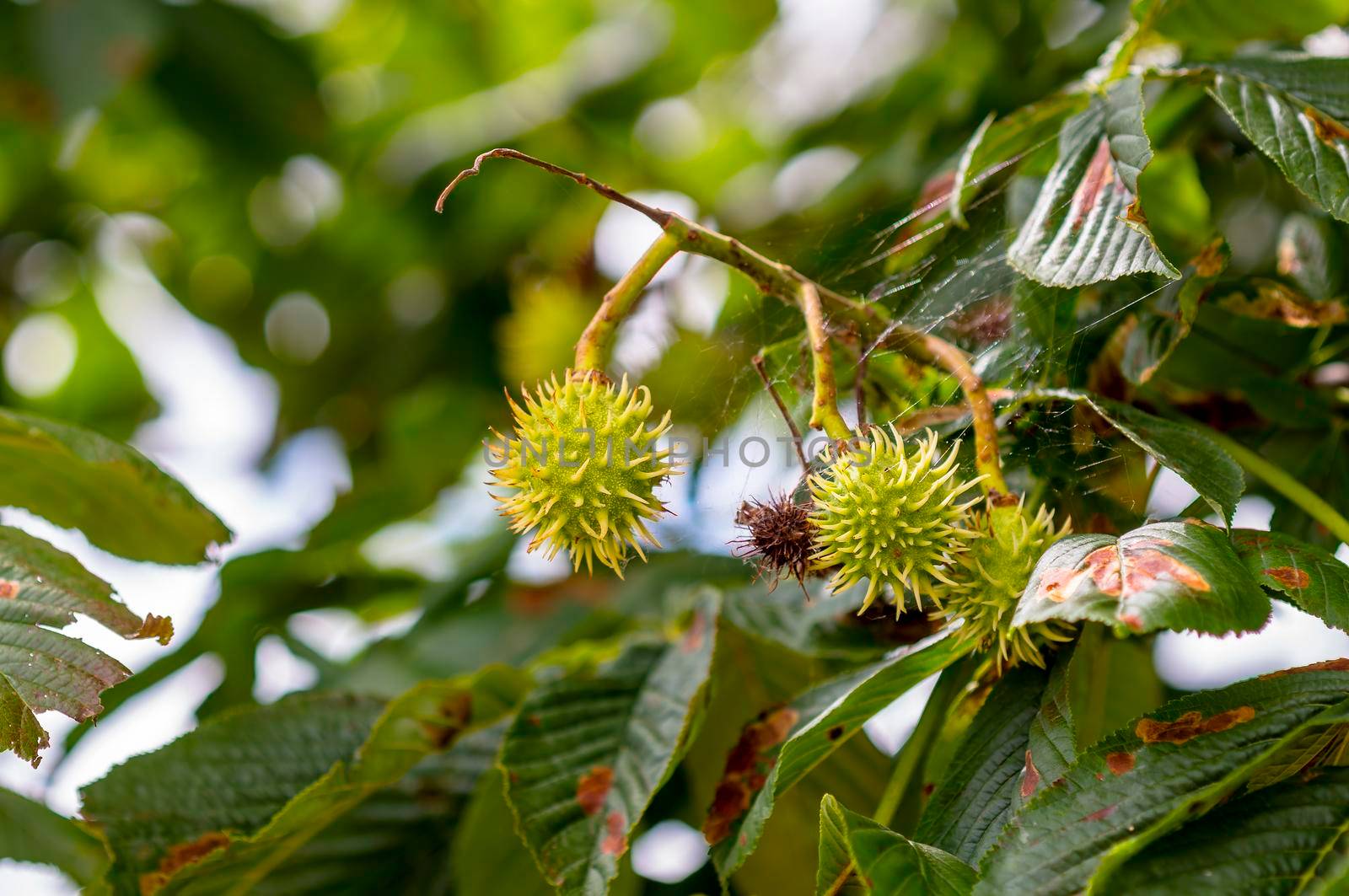 a branch with fresh green chestnuts