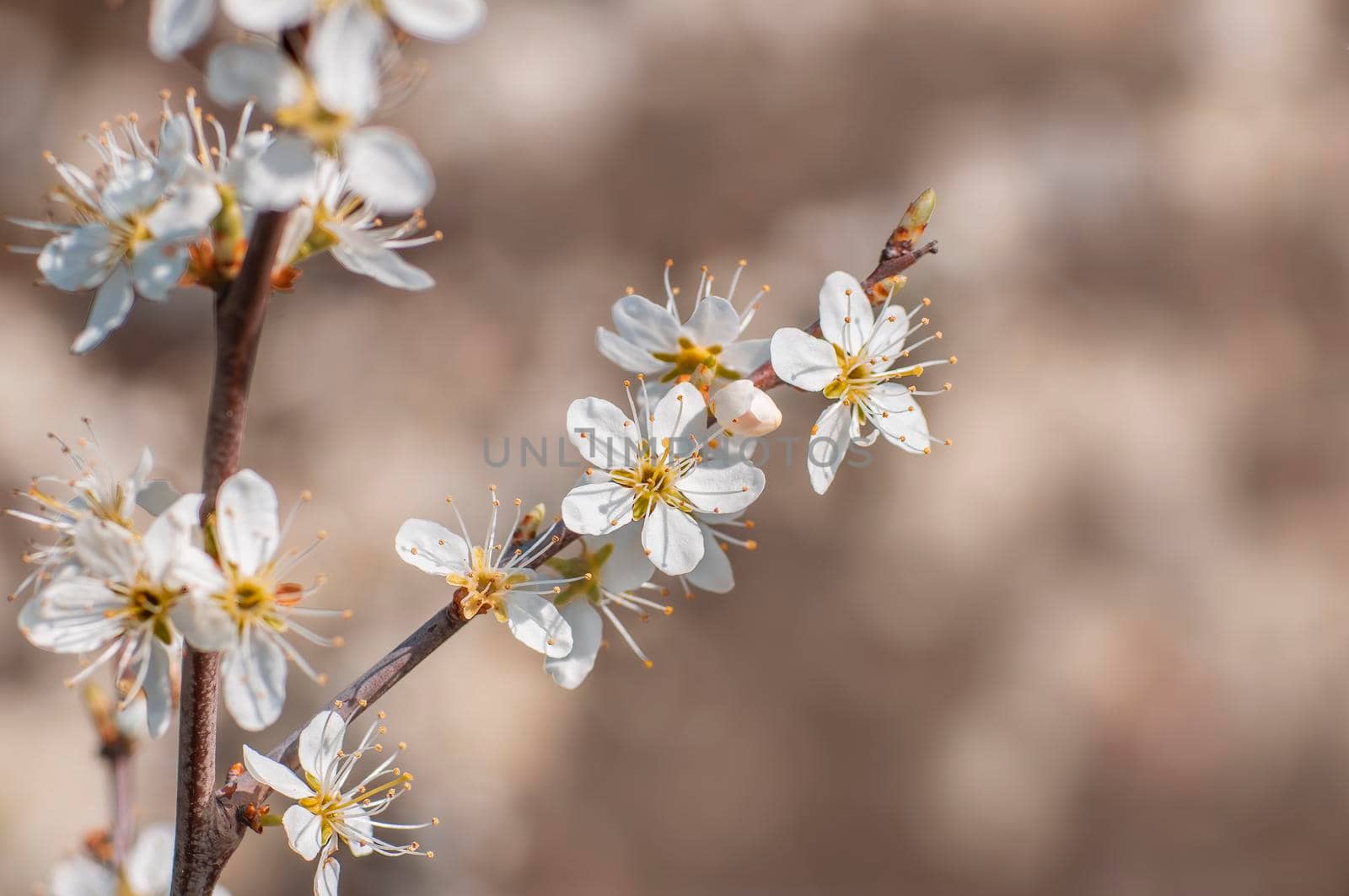 several blossoms on a branch of an plum tree