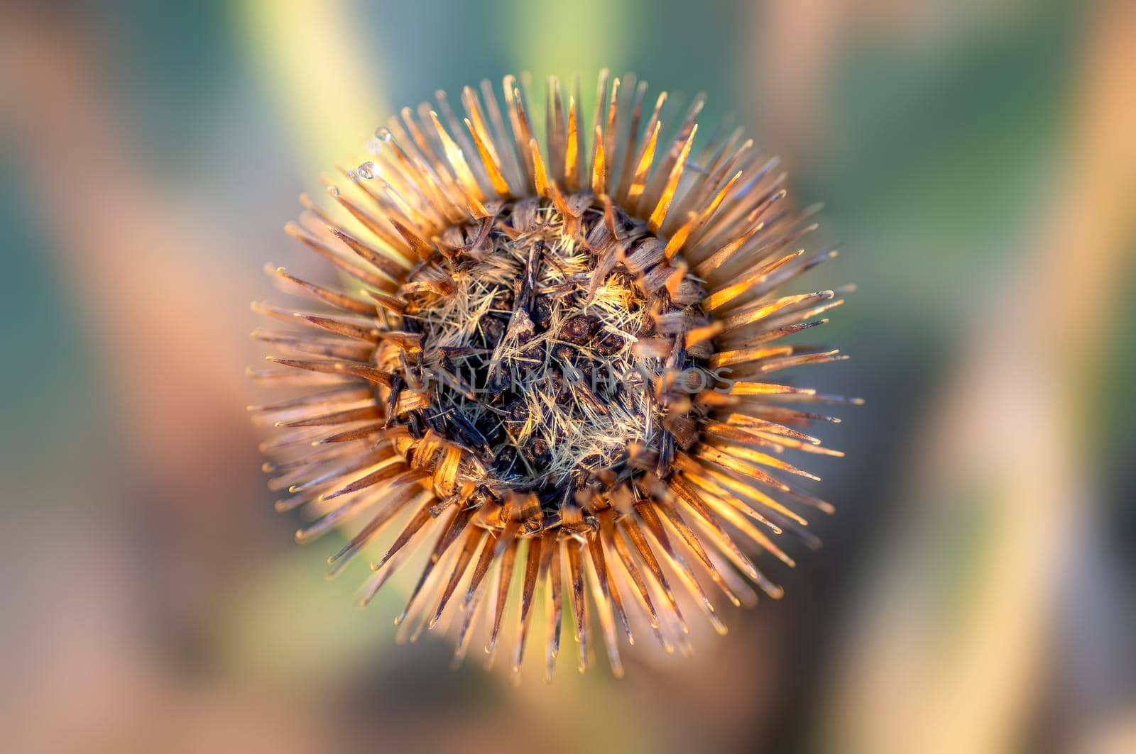 a blossom of a burdock in autumn