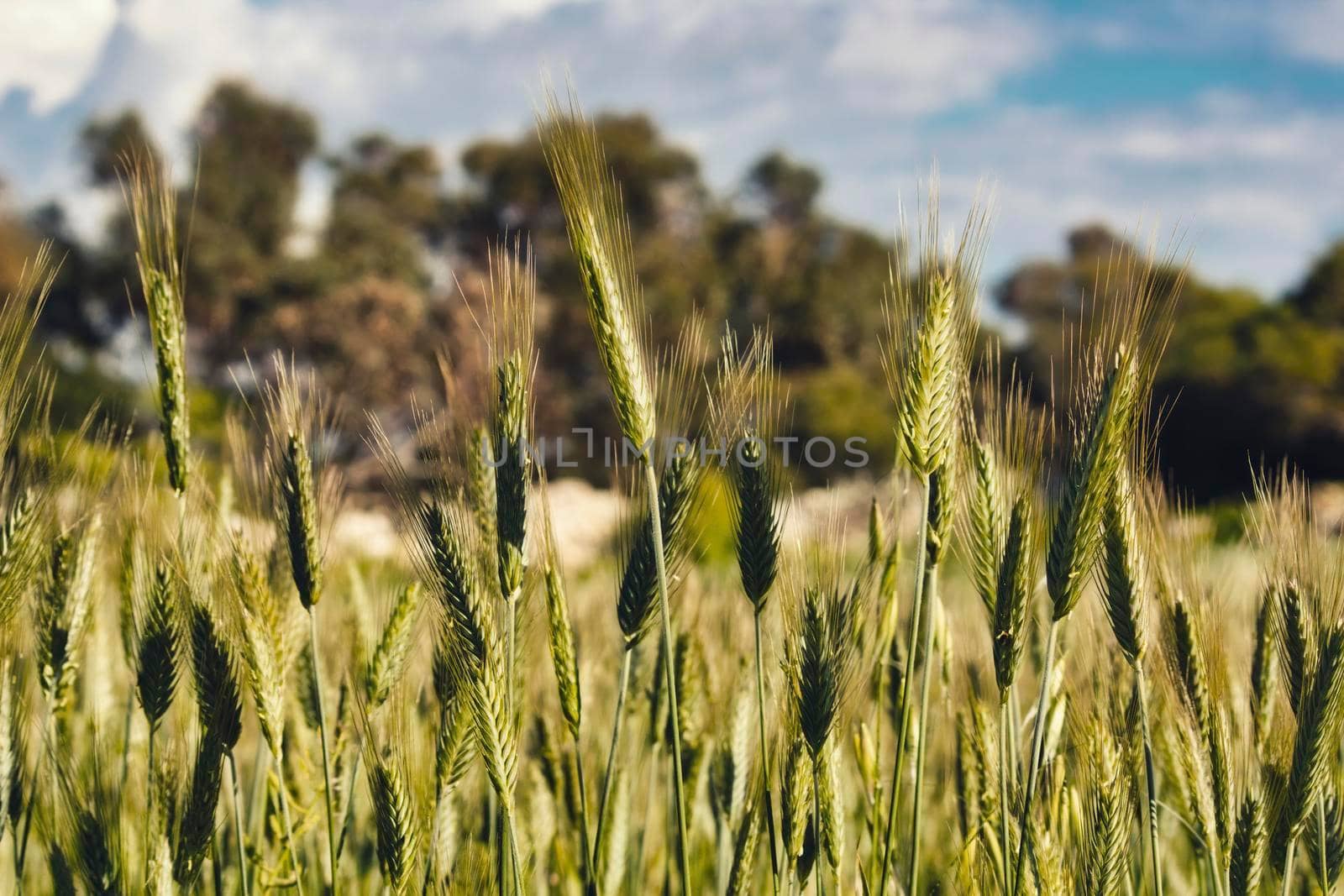 Sheaves of green wheat in an agricultural field in the countryside