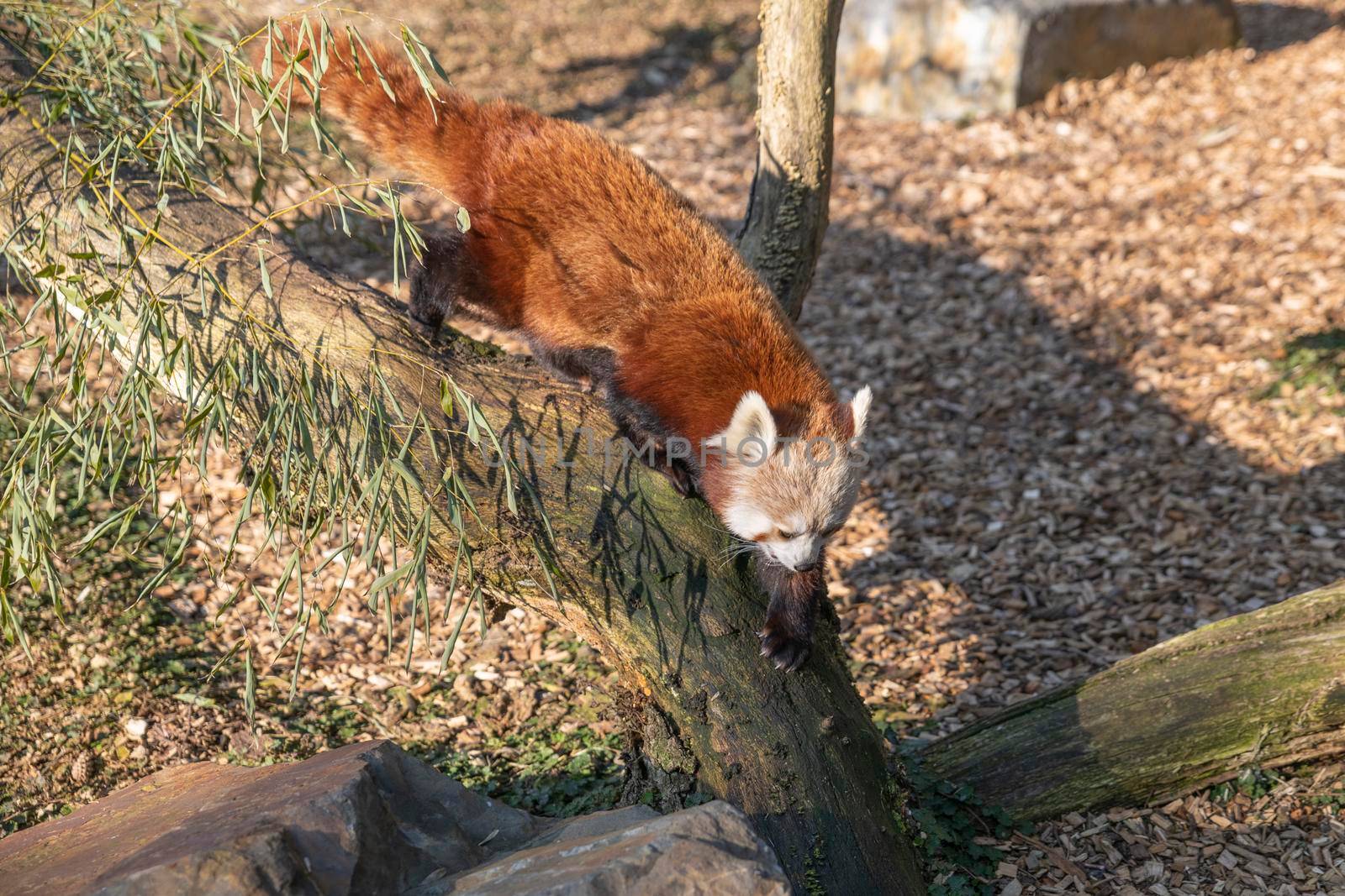 Red Pand on the tree branches