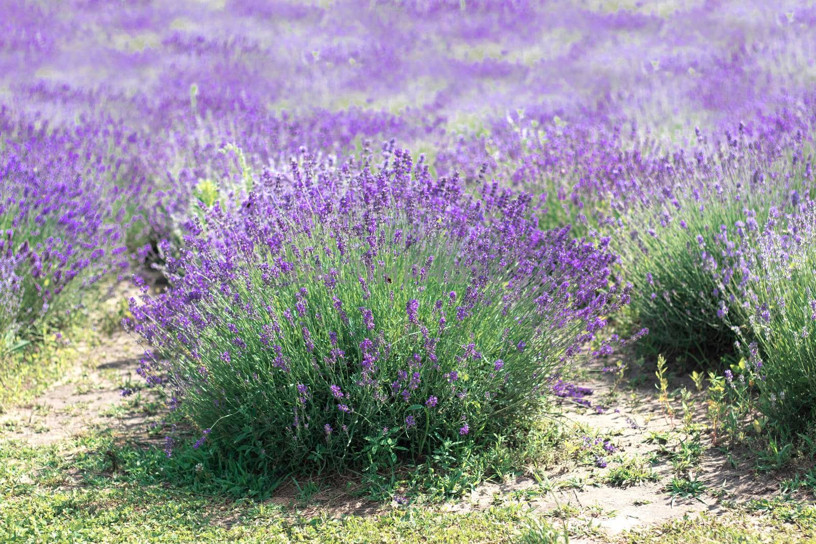 selective focus. Lavender bushes grow in a lavender field. Delicate fragrant lilac flowers in Provence style. High quality photo