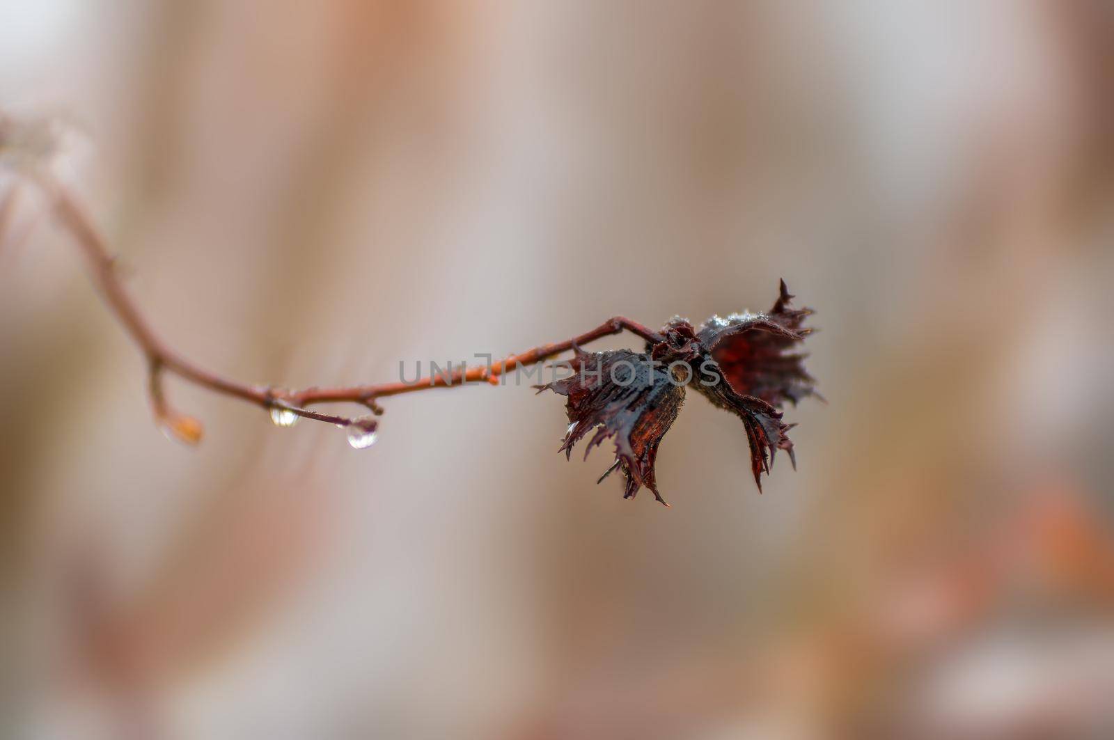 a branch with brown autumn leaves in the forest