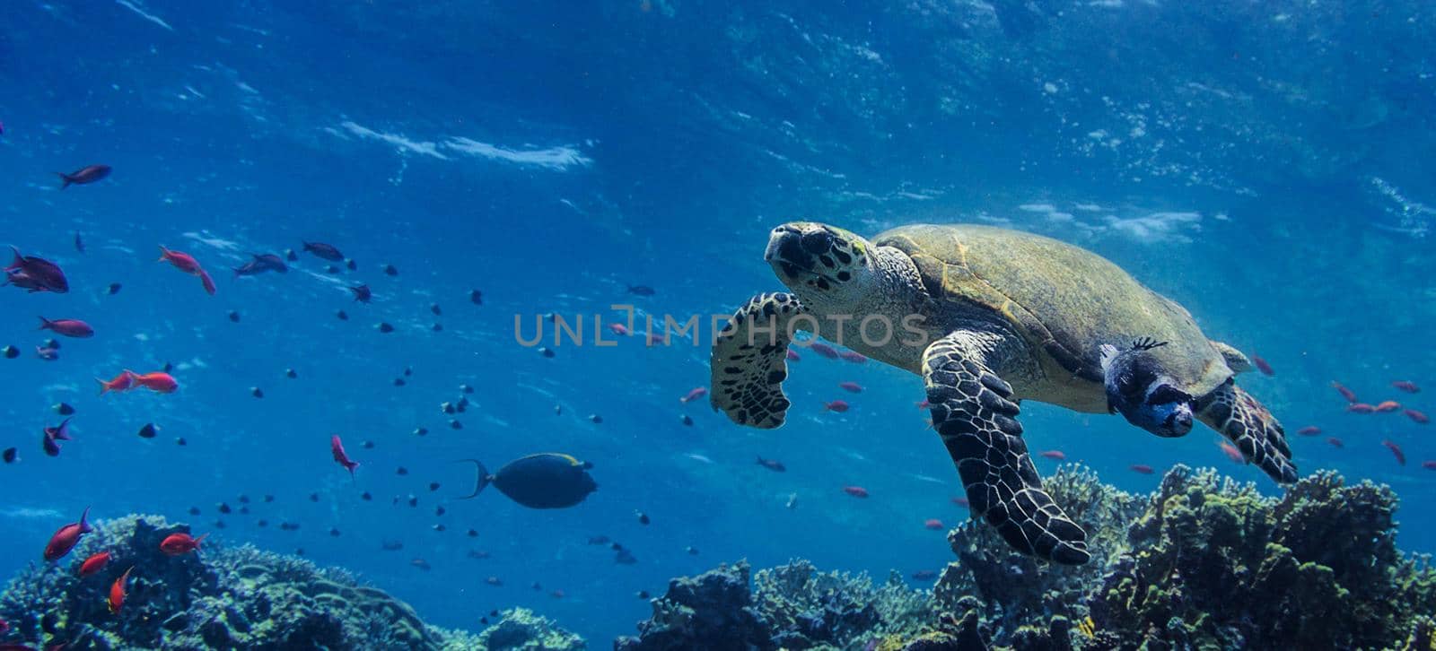 Underwater ocean pictures by TravelSync27