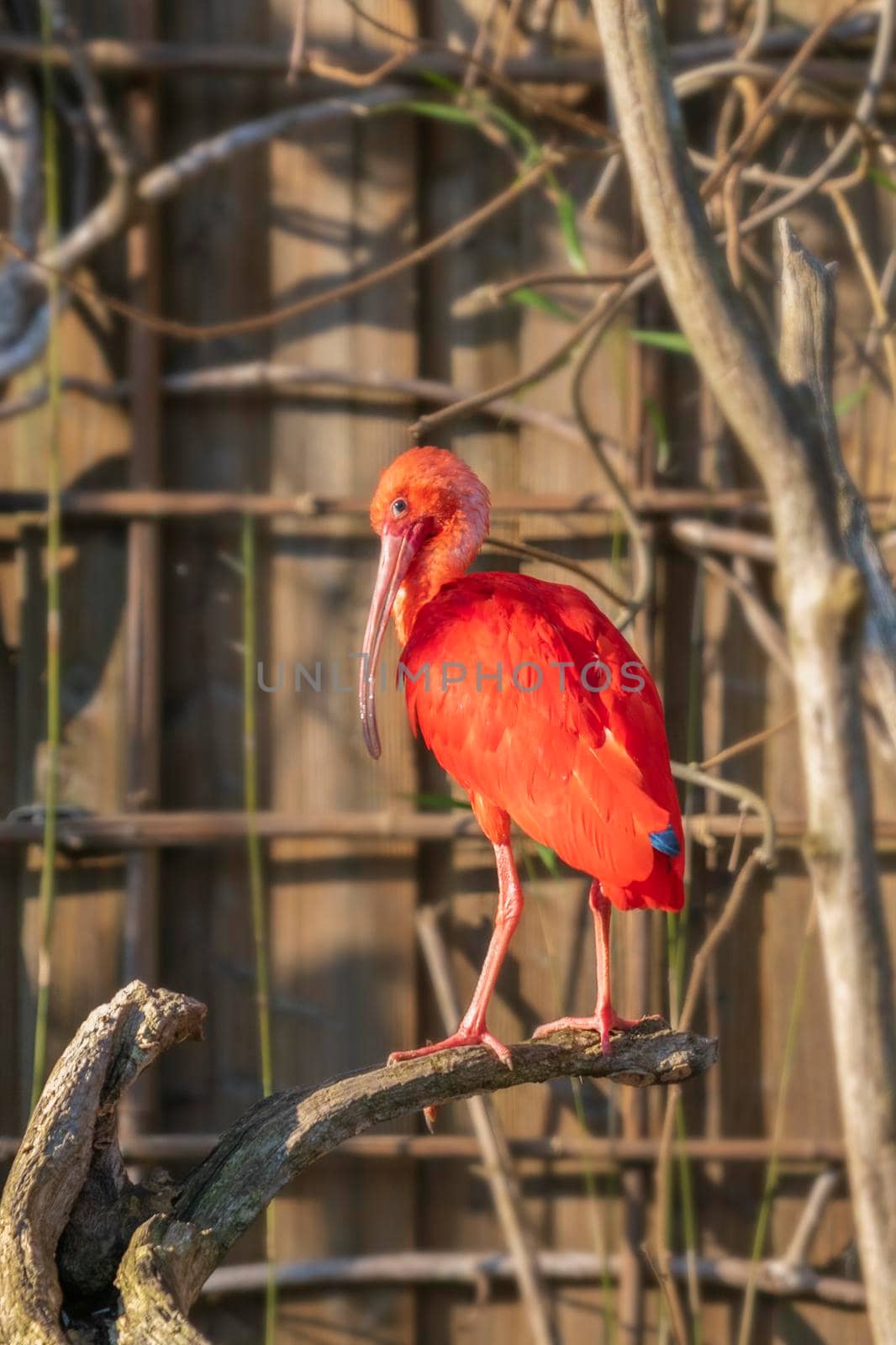 Red bird ibis sitting on a tree branch