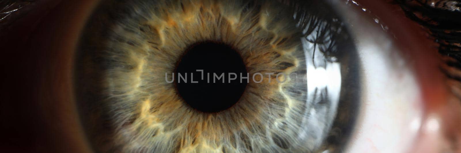 Close-up of persons eye with beautiful green shades taken in macro shot. Detailed picture of mans vision, good sight. Ophthalmology, visual sense concept