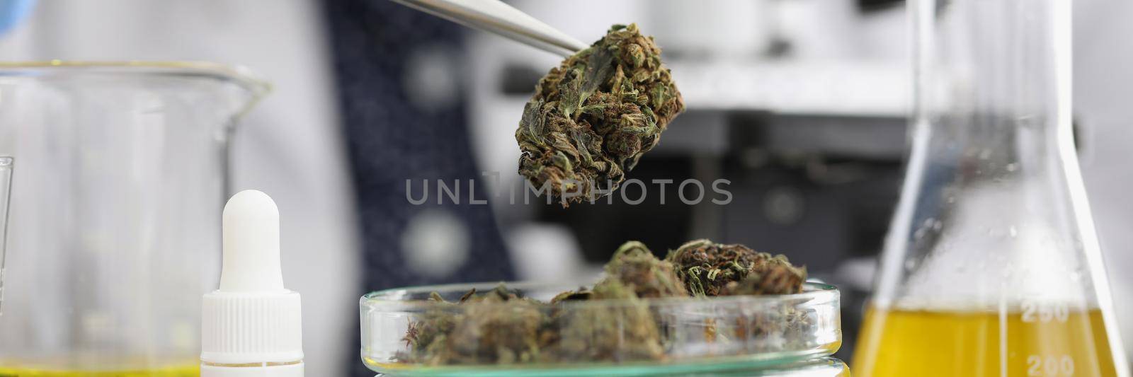 Close-up of glass container with marijuana buds on it placed for laboratory investigation. Scientist take cannabis with tweezer tool. Medicine, lab concept