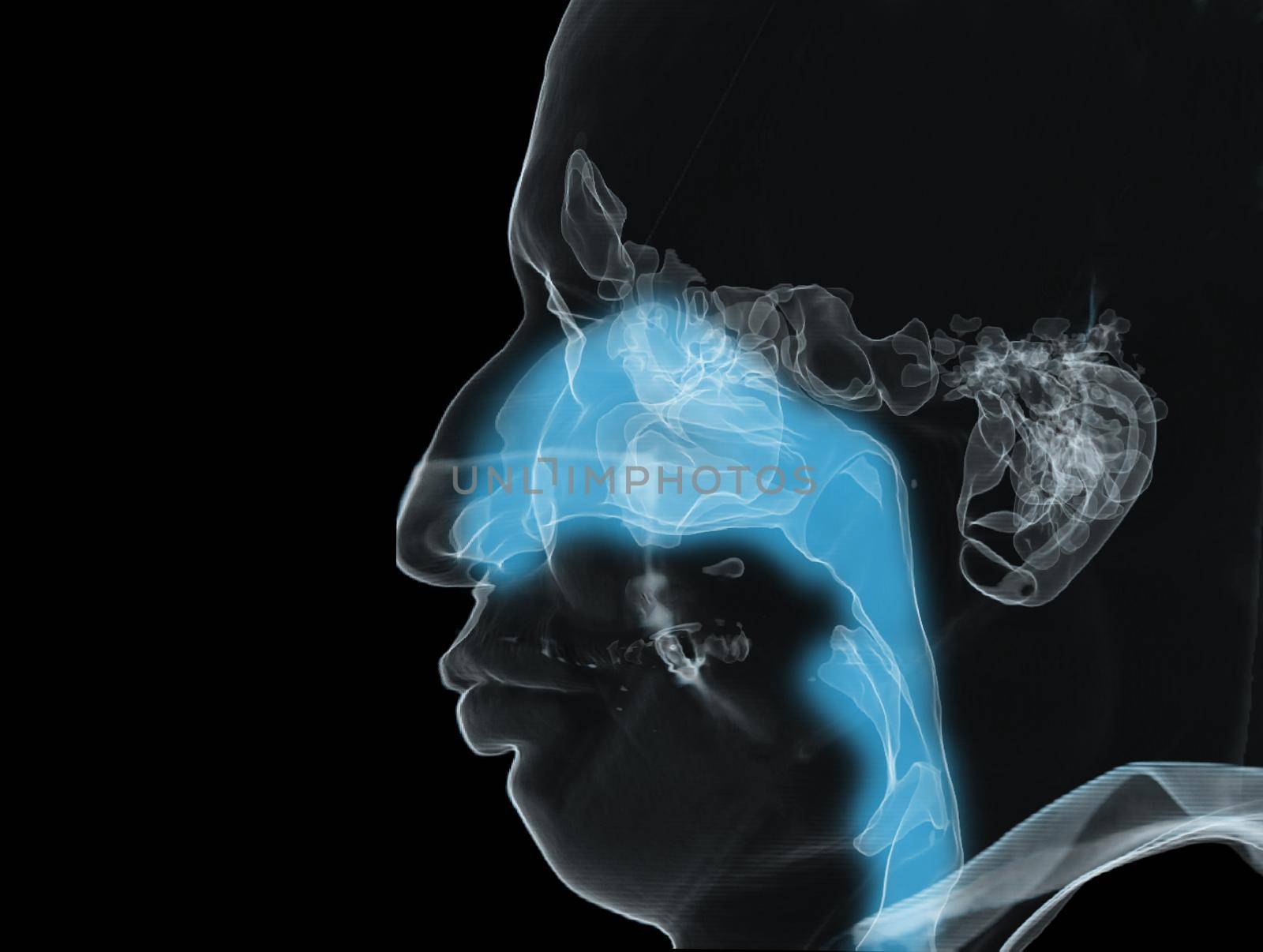 Anatomy of paranasal sinuses and trachea airway 3D illustration .