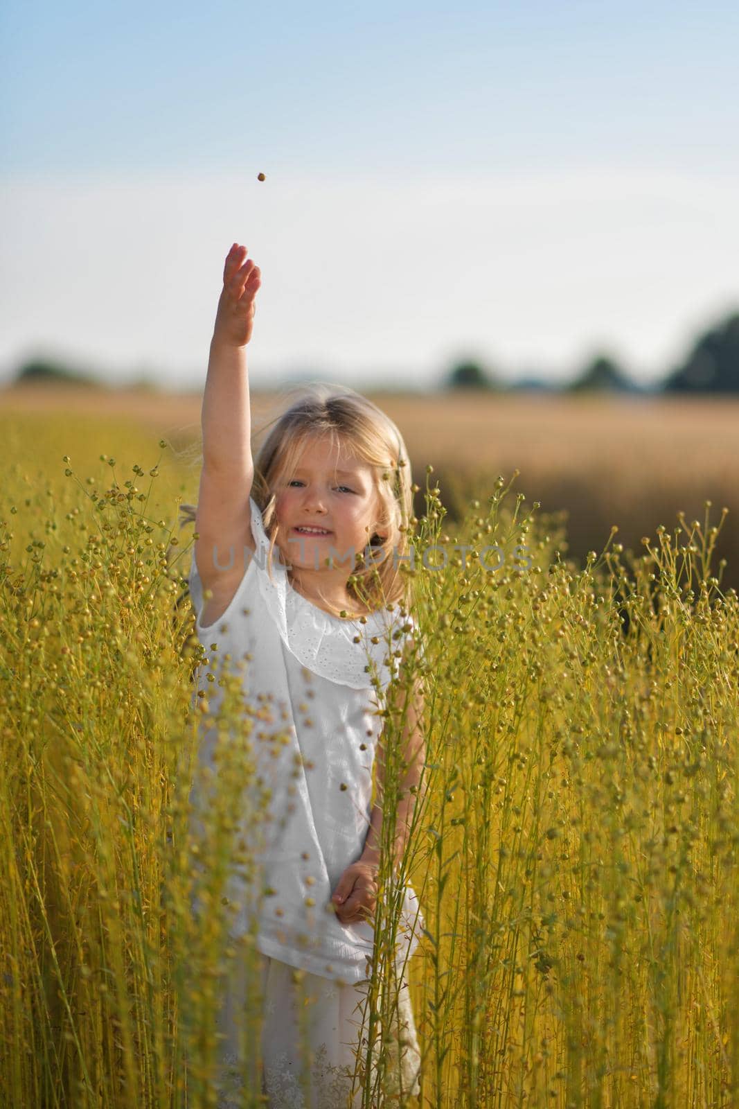 A girl in a white dress in a linen field