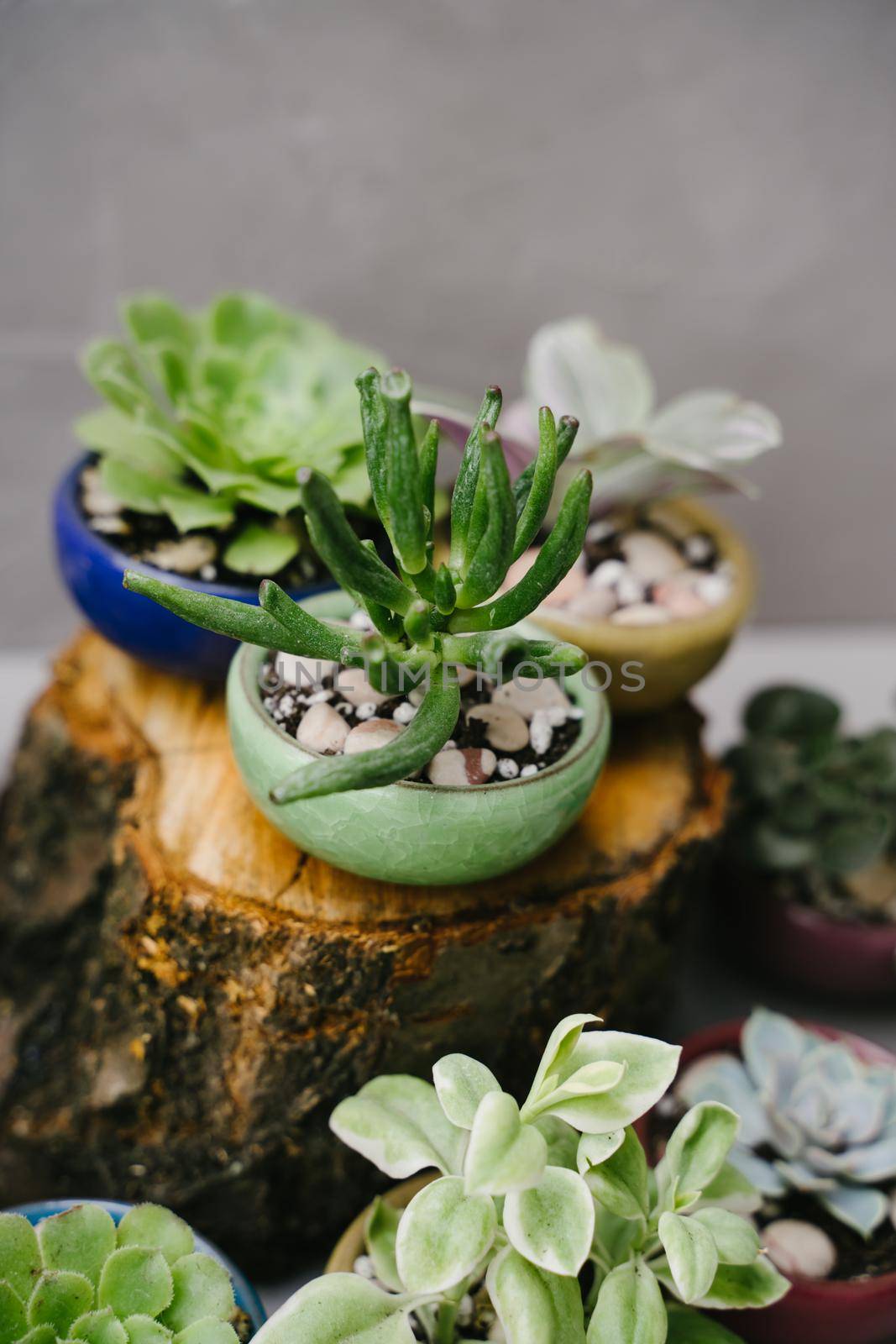 Succulents in beautiful little pots stand on wooden sawn-offs. Green indoor plants. Landscaping the interior of a home or office. Small plants at the flower shop. Houseplants. Ceramic colorful pots.