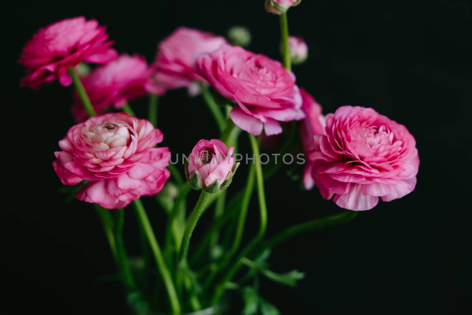 Beautiful bouquet of pink spring flowers. Ranunculi on a black background. by Rodnova