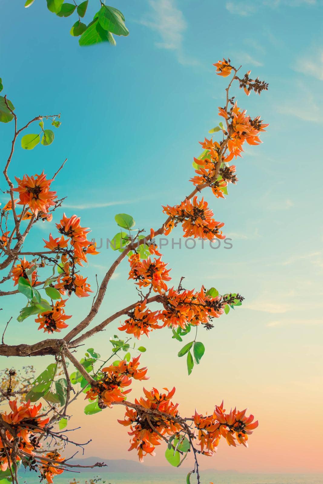 The branches of Orange Flower( Bastard Teak ) on beautiful sky background.