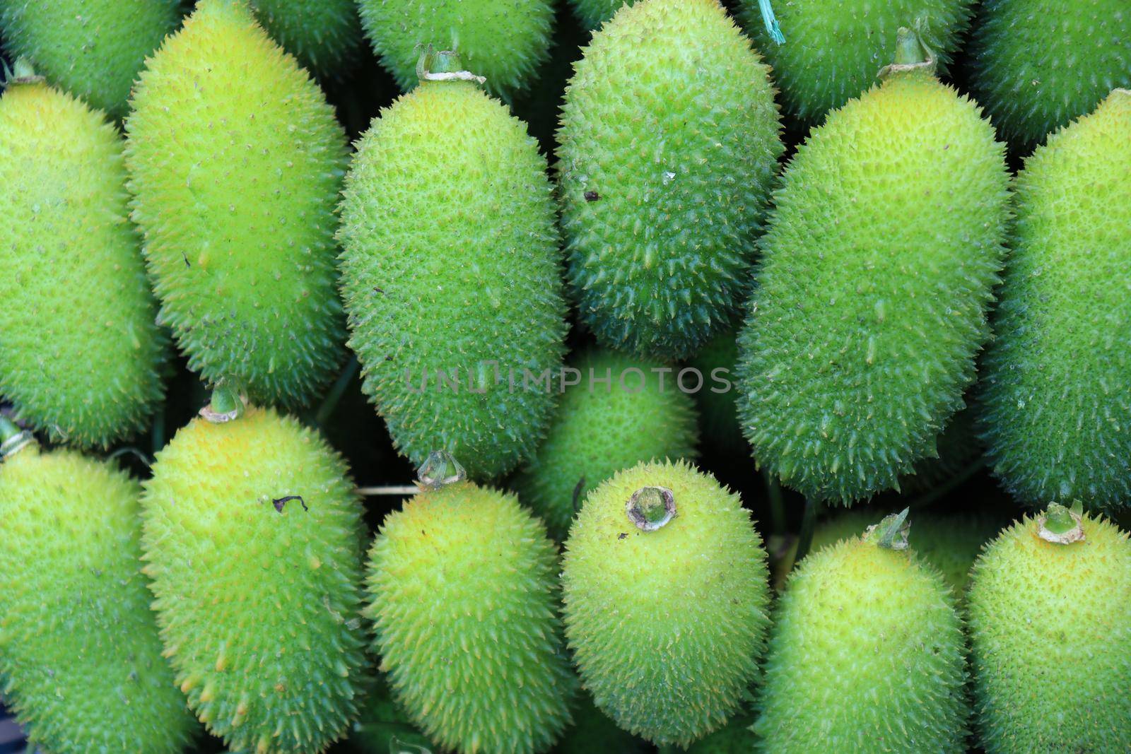 sweet bitter gourd stock on shop by jahidul2358