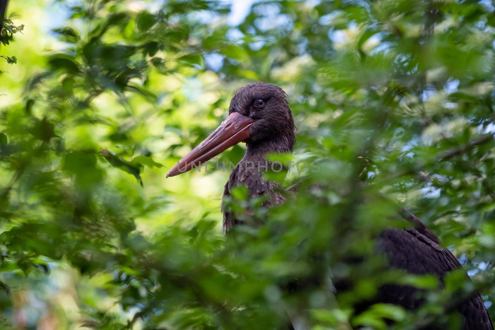 Black stork sitting in the branches of a tree
