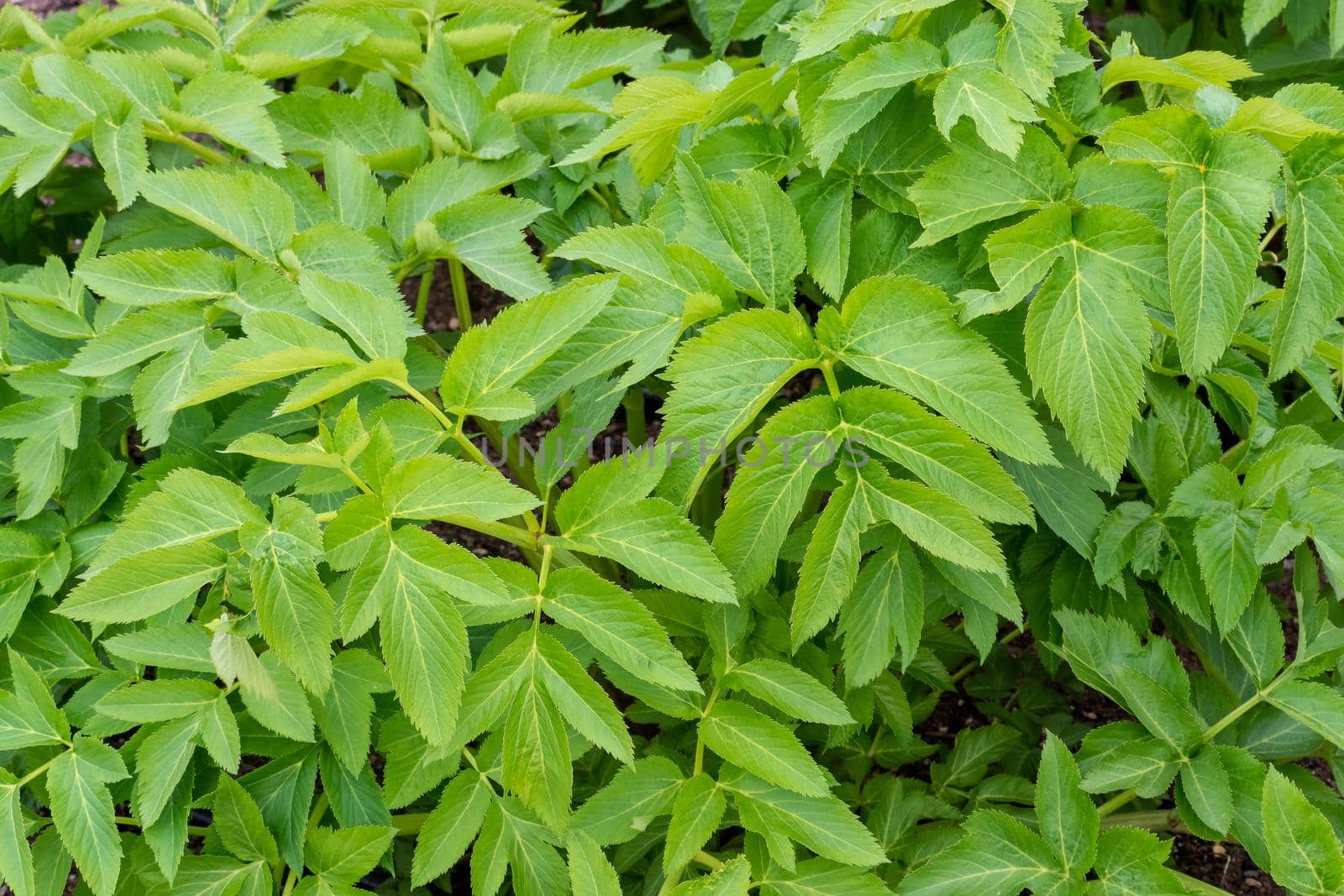 Spring Leaves of Angelica archangelica plant. Medicinal plant