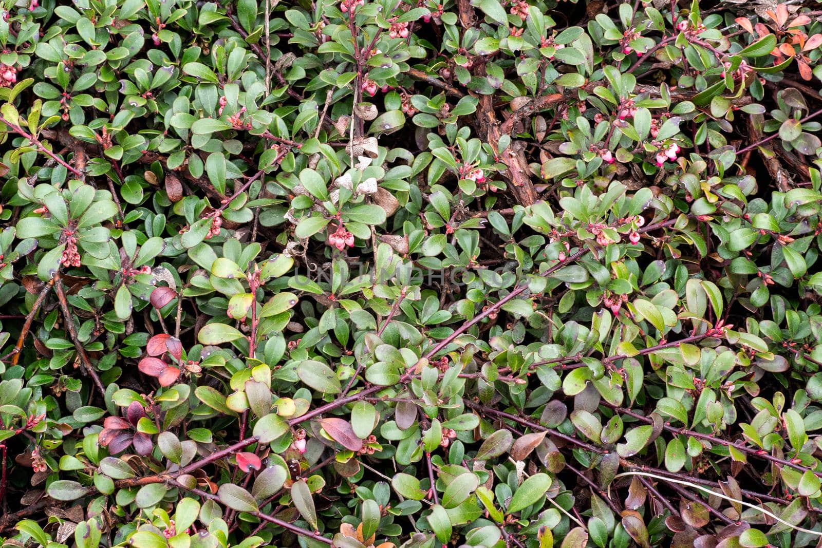 Plant with medicinal properties. Leaves Arctostaphylos uva-ursi by xtrekx