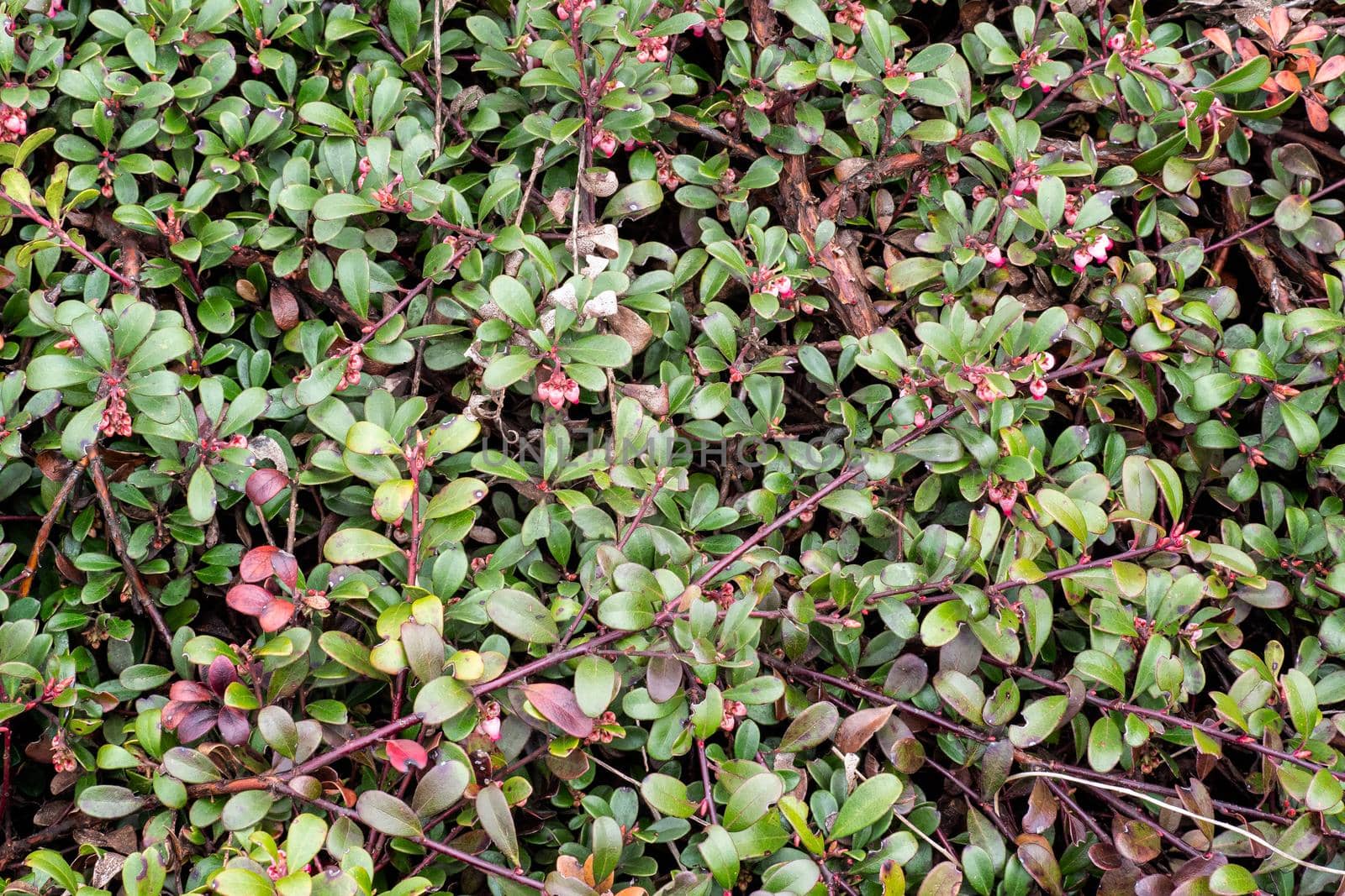 Plant with medicinal properties. Leaves Arctostaphylos uva-ursi