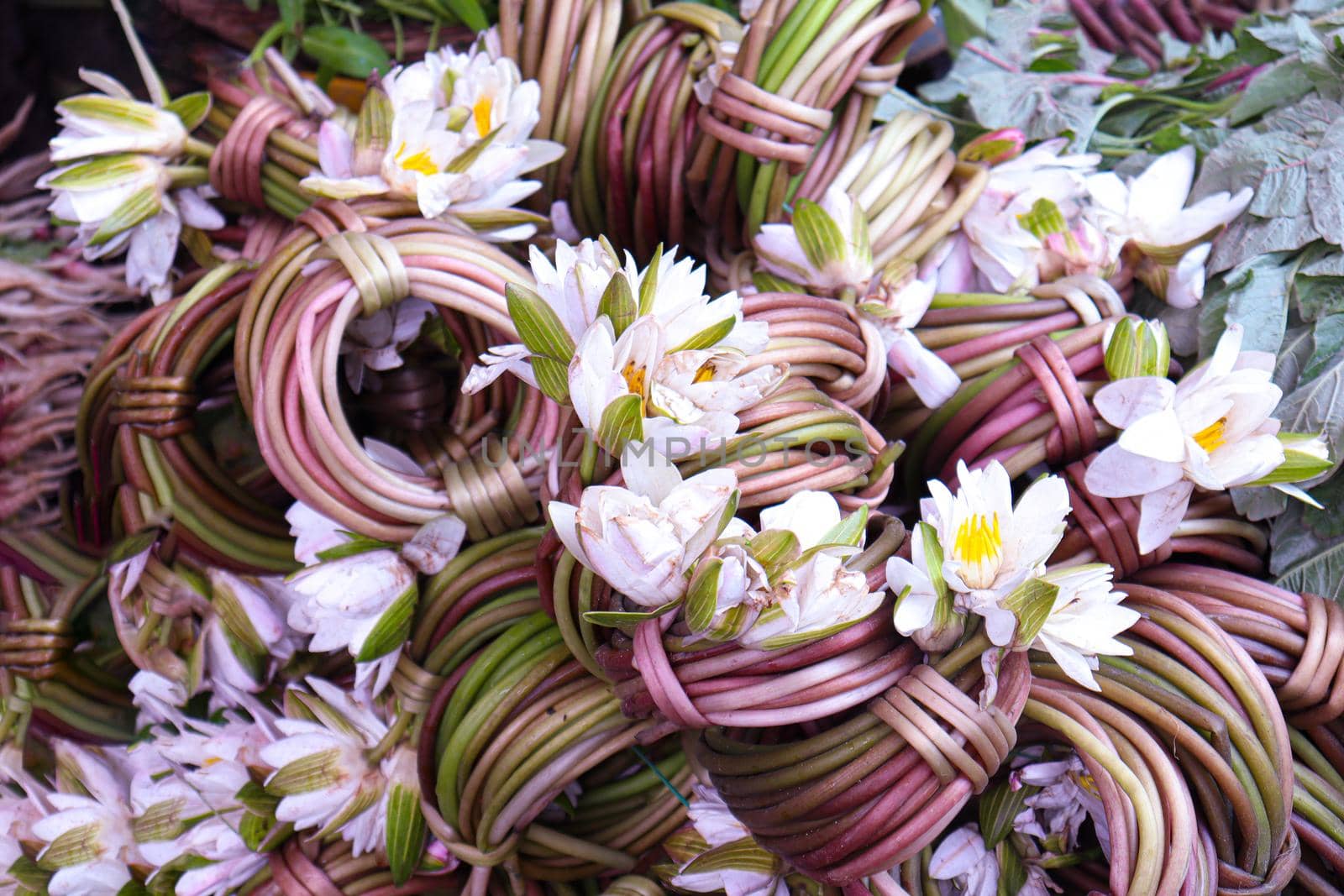 Water lilies bunch stock on shop by jahidul2358