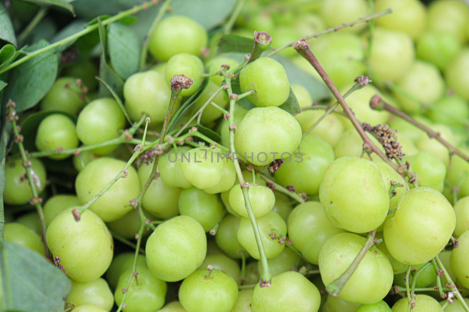 tasty and healthy star gooseberry stock on shop for sell