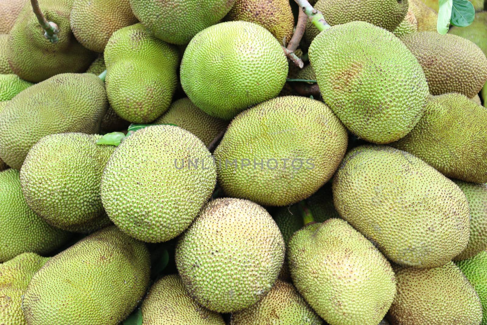 tasty and healthy jackfruit stock on shop for sell