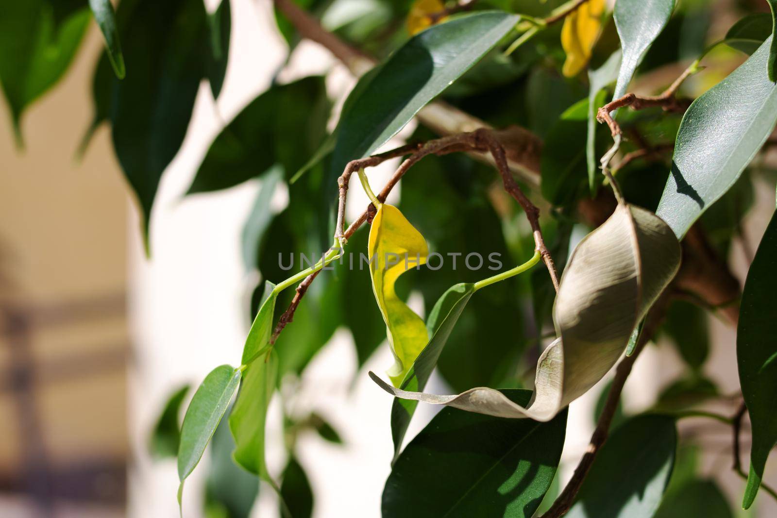 Green leaves of a house plant on the windowsill