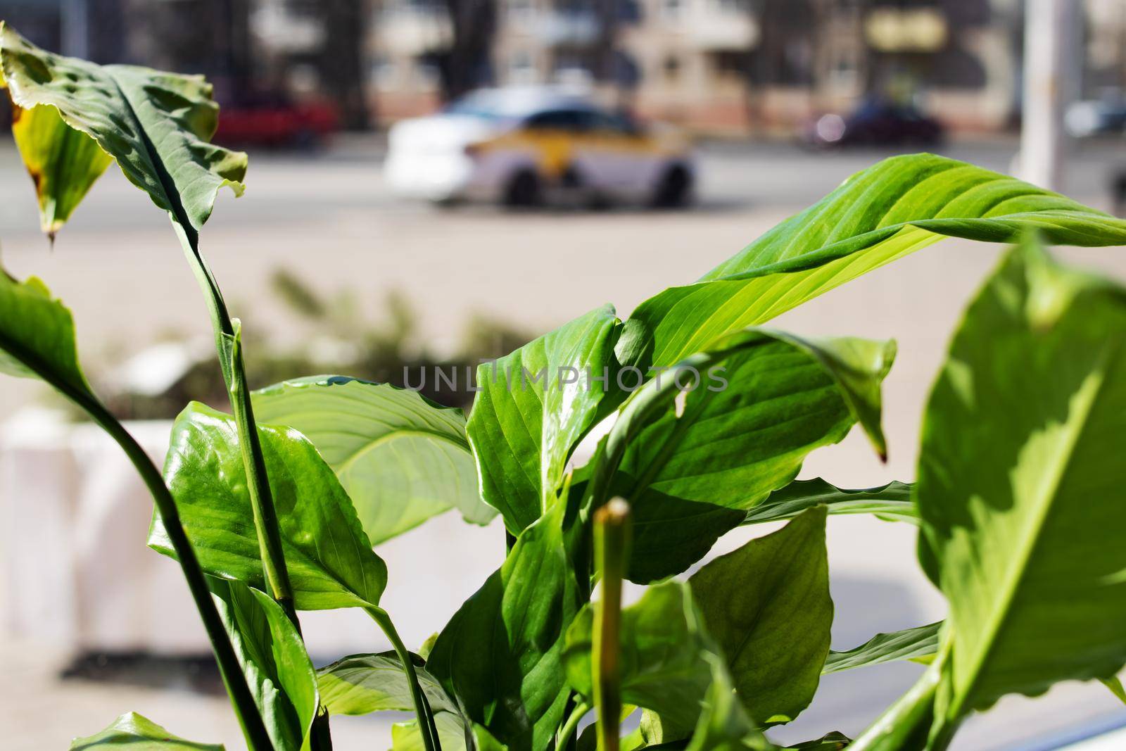 Green leaves of house plant on windowsill by Vera1703