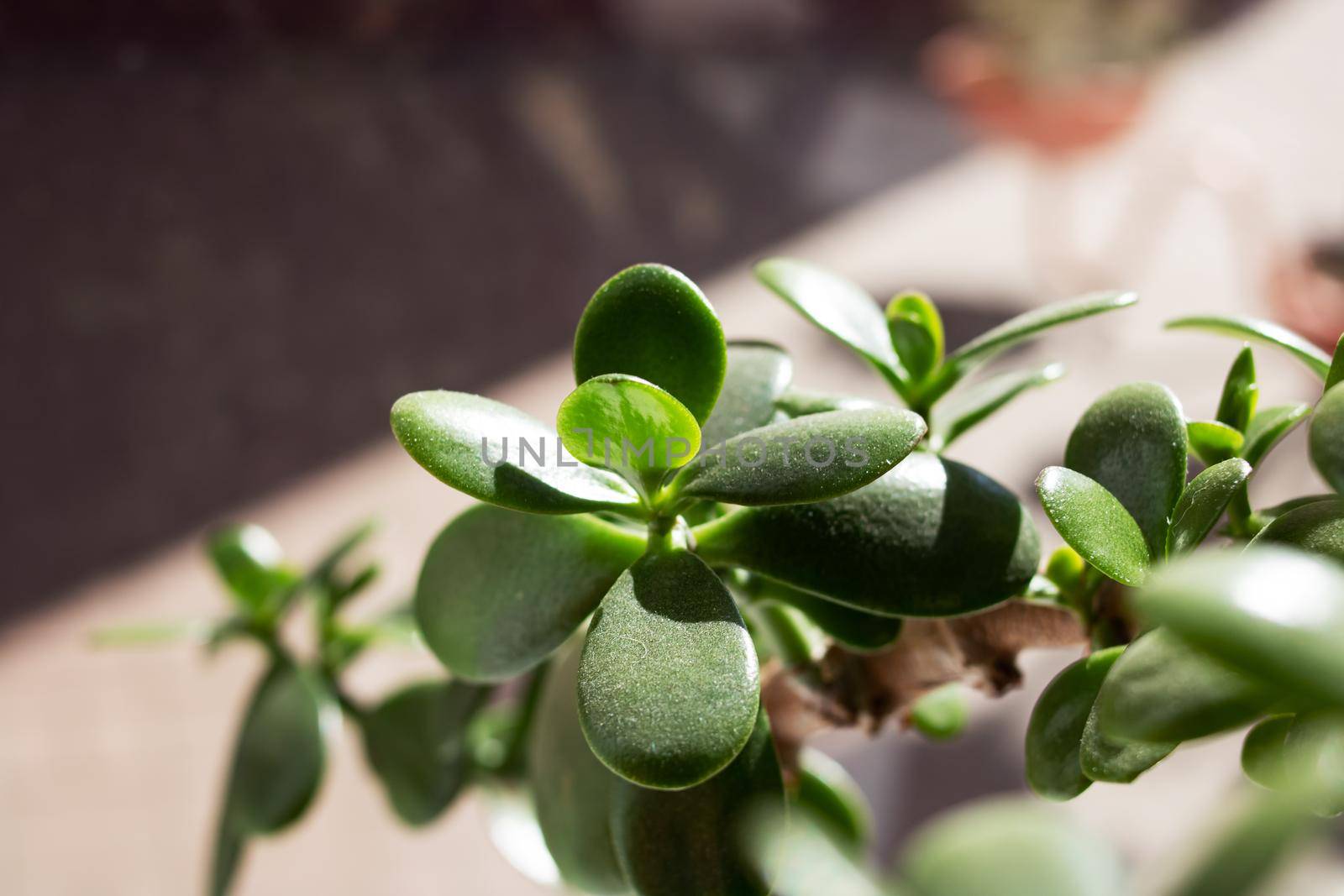 Green leaves of a house plant on the windowsill