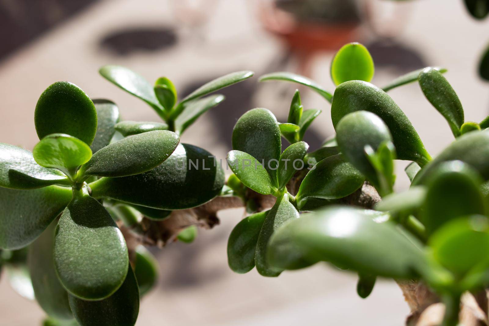 Green leaves of a house plant on the windowsill