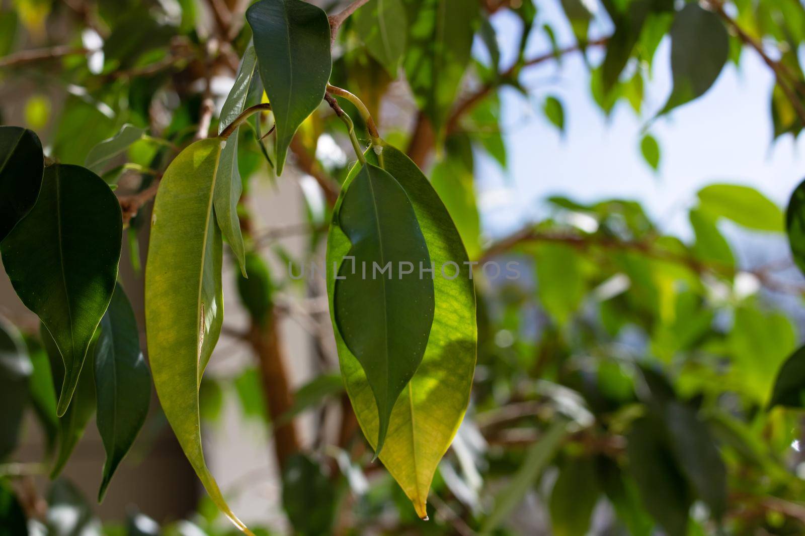 Green leaves of house plant on windowsill by Vera1703