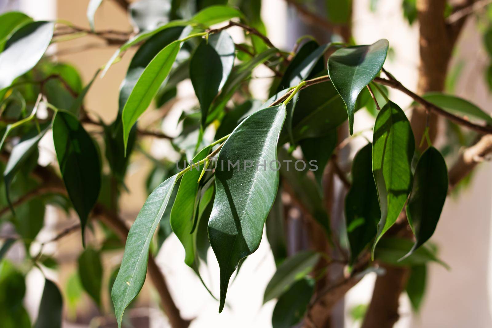 Green leaves of house plant on windowsill by Vera1703