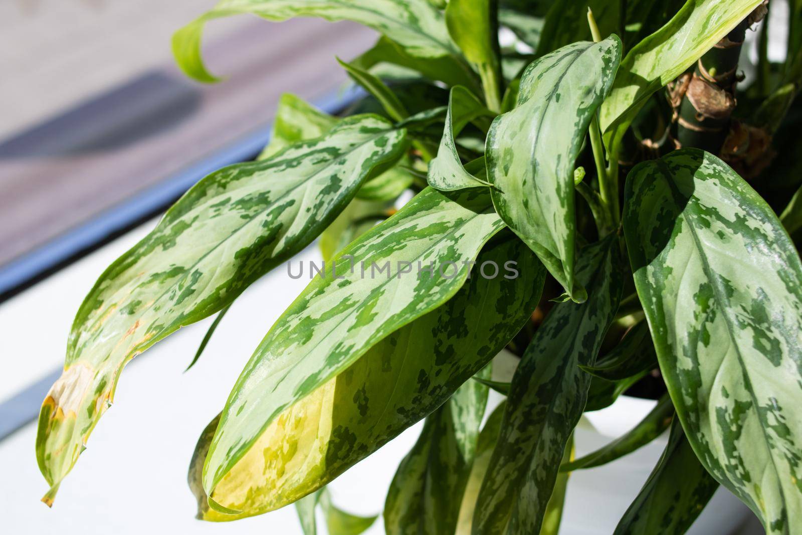 Green leaves of a house plant on the windowsill