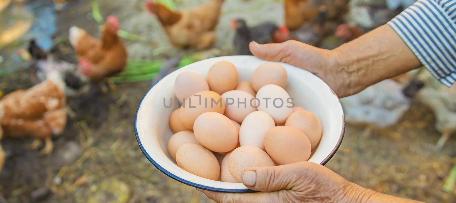 homemade eggs in grandmother's hands. Selective focus. nature.