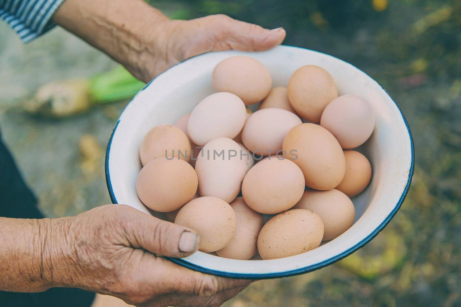 homemade eggs in grandmother's hands. Selective focus. by yanadjana