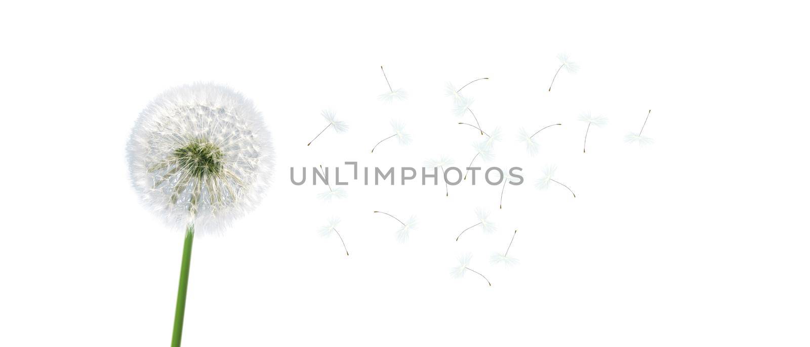 dandelion flower with flying feathers on white background by Taut