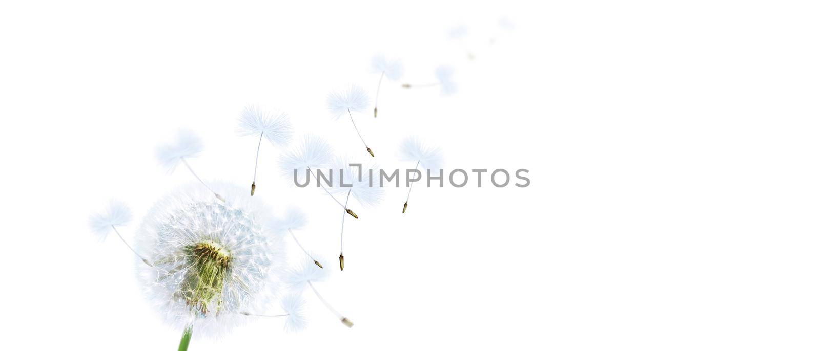 dandelion flower with flying feathers on white background by Taut