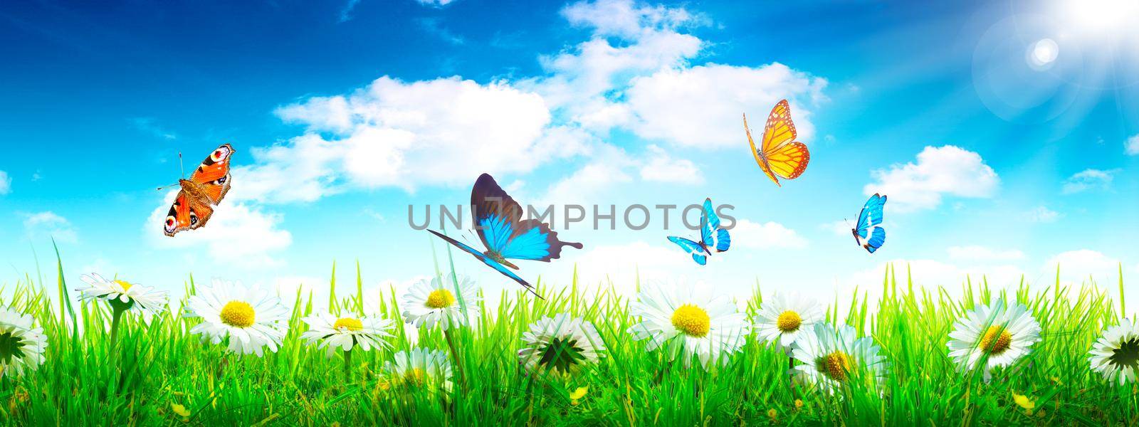 Beautiful nature view of butterfly on blurred background in garden. by Taut