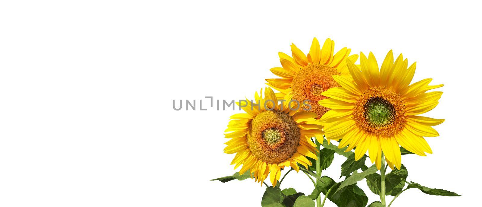 Flower of sunflower isolated on white background. by Taut