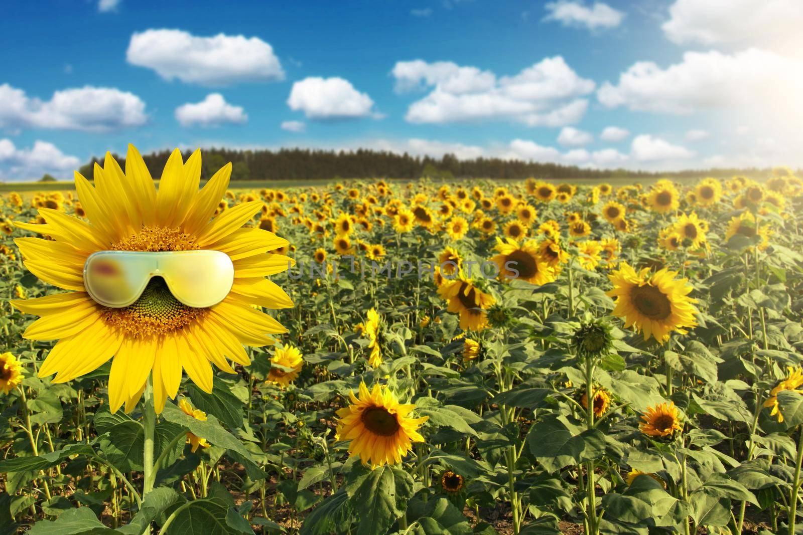 Funny sunflower with sunglasses on a blue sky by Taut