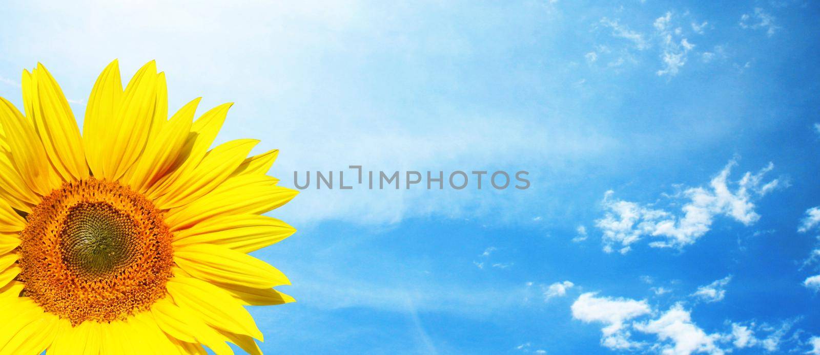 Field of blooming sunflowers on a background blue sky by Taut