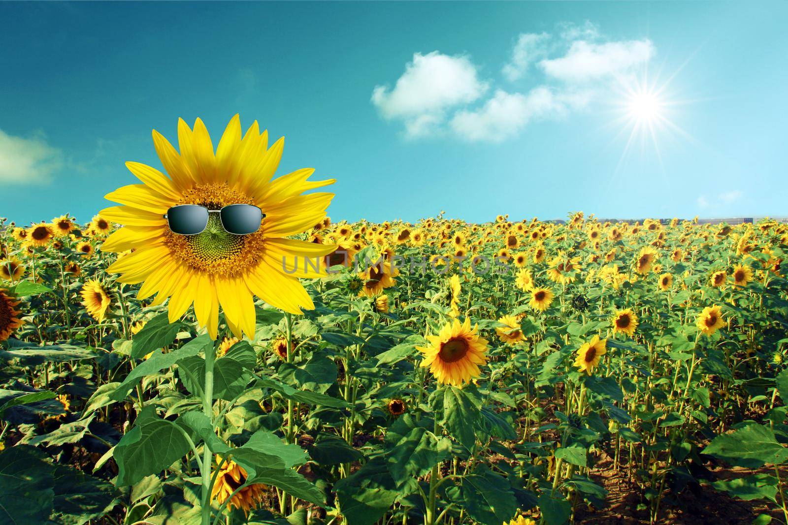 sunflower wearing sunglasses with sunflower field over cloudy blue sky and bright sun lights