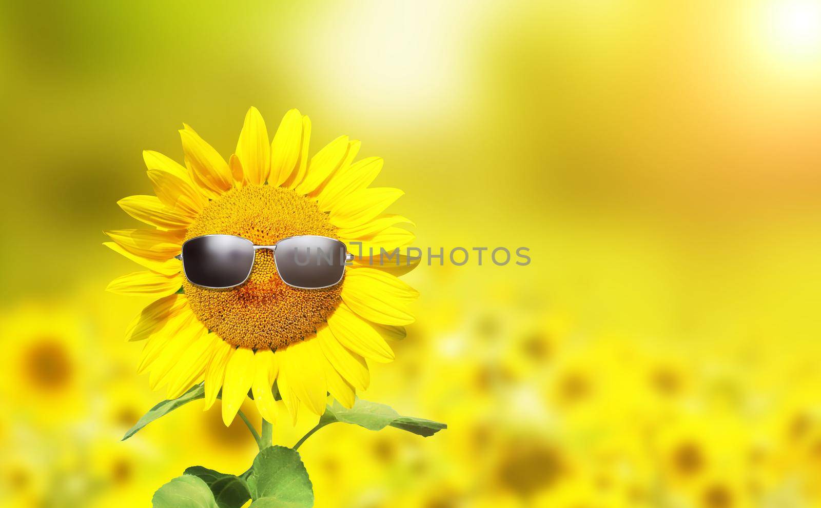 Funny sunflower with sunglasses on a sunset by Taut