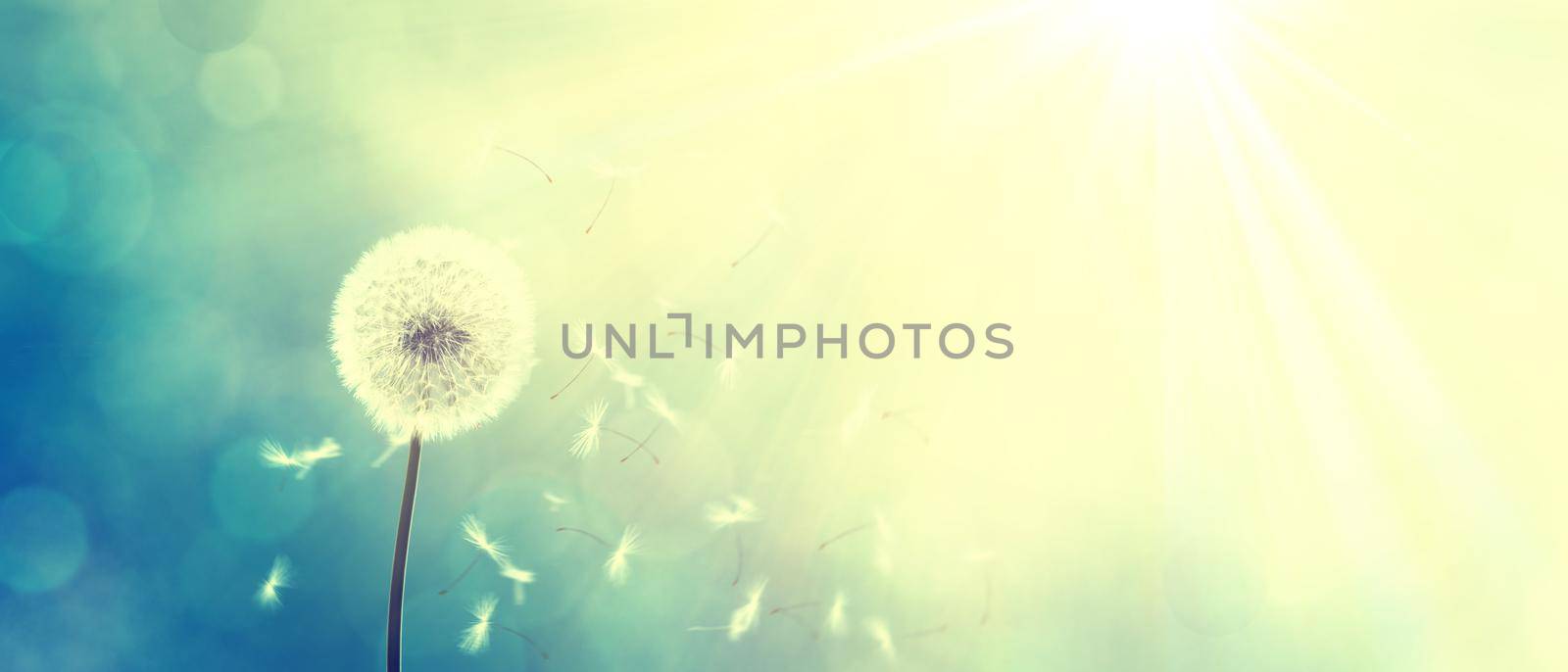 Dandelion flower with flying feathers on blue sky. by Taut