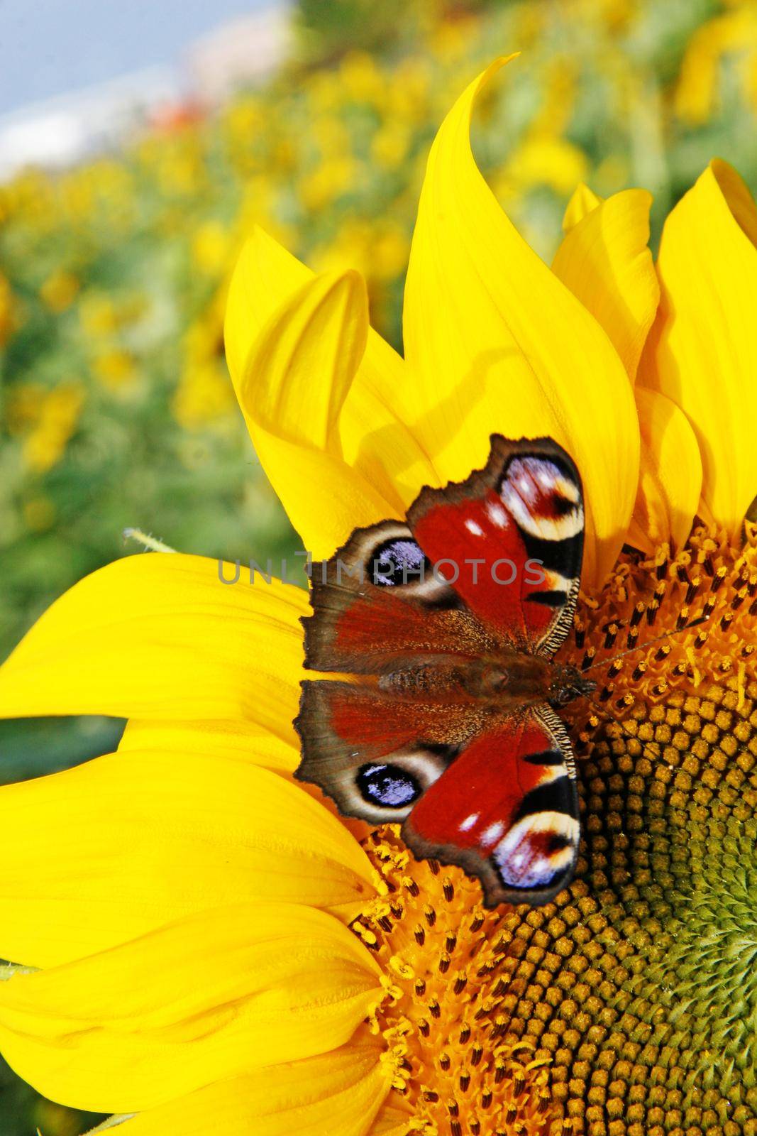 Bright yellow sunflower with butterfly on a sunny summer morning. by Taut