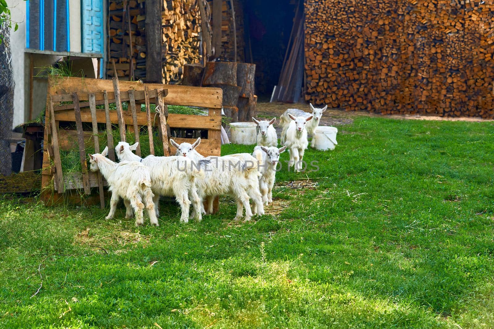 A herd of little funny kids eating grass in a rural yard by jovani68