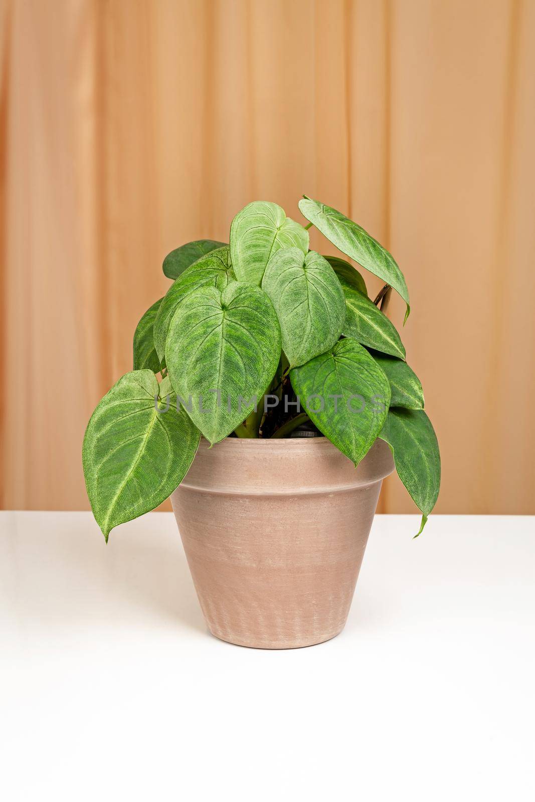 Syngonium Frosted Heartin in brown ceramic pot isolated on a fabric curtains background. by igor_stramyk